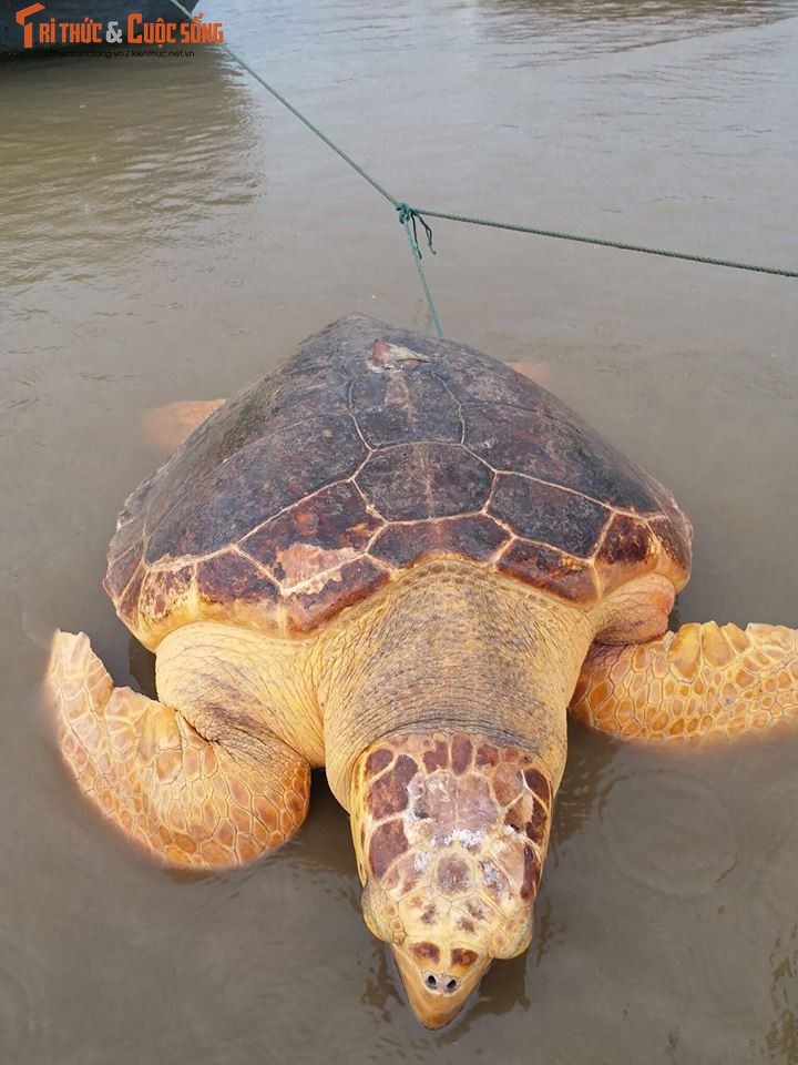 Ngu dan Quang Tri bat duoc rua vang quy hiem nang 50kg-Hinh-5